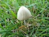 Conocybe apala image