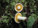 Hypomyces luteovirens image