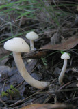 Hygrocybe russocoriacea image