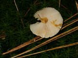 Cystoderma amianthinum image