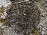 Lecania spadicea image