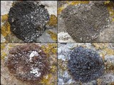 Lecania spadicea image
