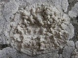 Dirina massiliensis image