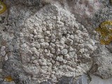 Dirina massiliensis image