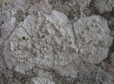 Dirina massiliensis image