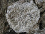 Dirina massiliensis image