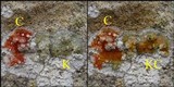 Dirina massiliensis image