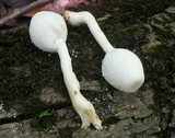 Leucocoprinus cepistipes image