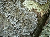 Punctelia hypoleucites image