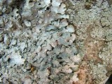 Punctelia hypoleucites image