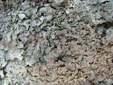 Punctelia hypoleucites image