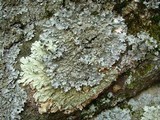 Punctelia hypoleucites image