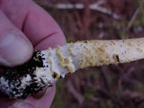 Amanita augusta image