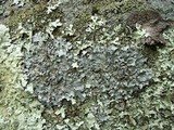 Punctelia hypoleucites image