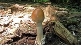 Amanita amerifulva image