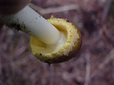Amanita augusta image