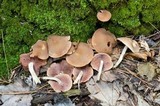 Psathyrella conissans image