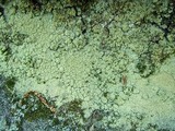 Lepraria vouauxii image
