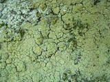 Lepraria vouauxii image