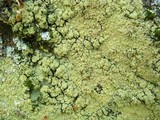 Lepraria vouauxii image