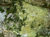 Lepraria vouauxii image