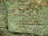 Lepraria vouauxii image