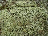 Lepraria vouauxii image