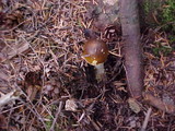 Amanita augusta image