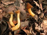 Verpa conica image