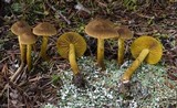 Cortinarius croceus image