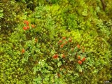Cladonia didyma image