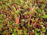 Alloclavaria purpurea image