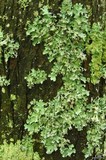 Parmotrema margaritatum image