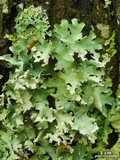 Parmotrema margaritatum image