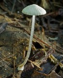 Mycena stylobates image