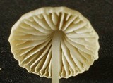 Mycena stylobates image