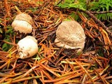 Amanita farinosa image