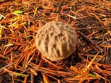 Amanita farinosa image