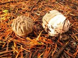 Amanita farinosa image