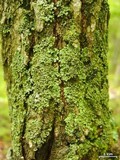Phaeophyscia pusilloides image