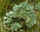 Parmotrema crinitum image