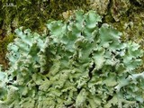 Parmotrema crinitum image