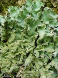 Parmotrema crinitum image