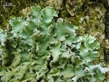 Parmotrema crinitum image