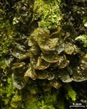 Leptogium corticola image