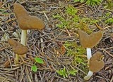 Helvella elastica image