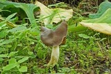 Helvella elastica image