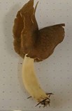 Helvella elastica image