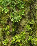 Lobaria quercizans image
