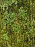 Lobaria quercizans image